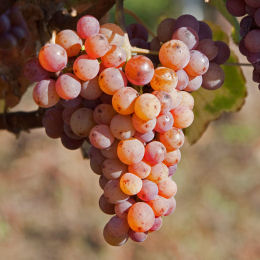 Vitis Chasselas ros